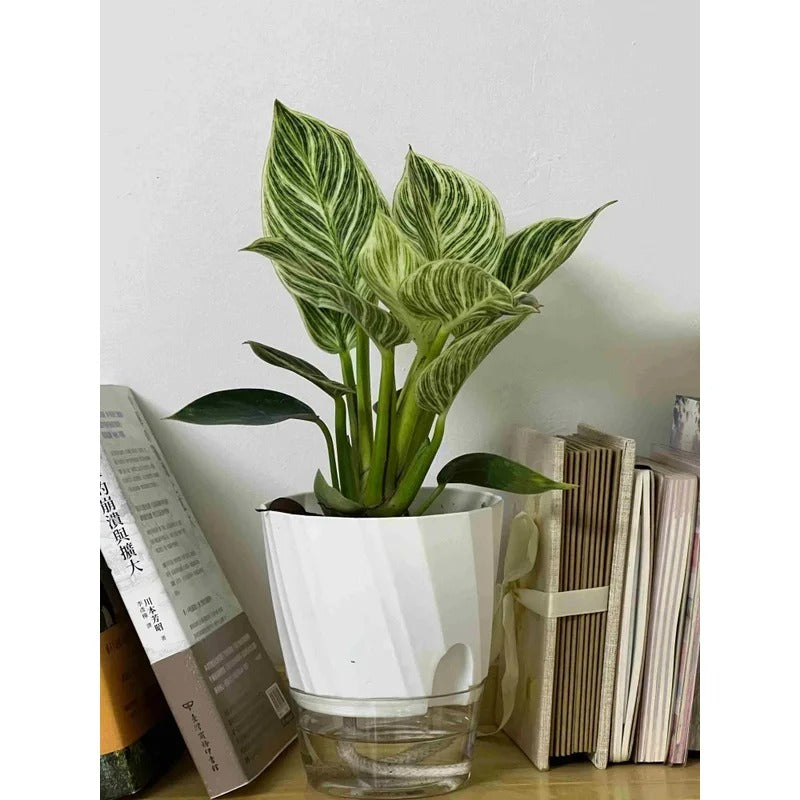 Self-Watering Flower Pot - product image 2