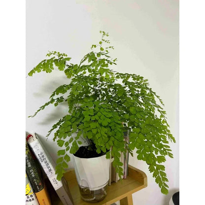 Self-Watering Flower Pot - product image 4