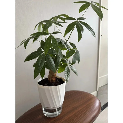 Self-Watering Flower Pot - product image 5